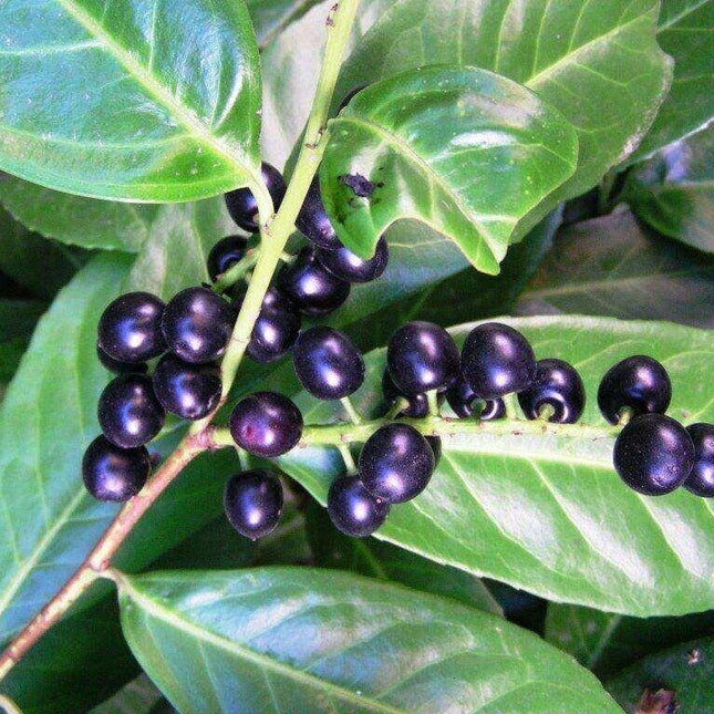 10 Cherry Laurel (Prunus Laurocerasus) Seeds - Seed World