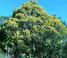 10 Chinese Juniper Juniperus Chinensis Tree Seeds - Seed World