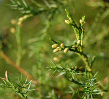 10 Chinese Juniper Juniperus Chinensis Tree Seeds - Seed World