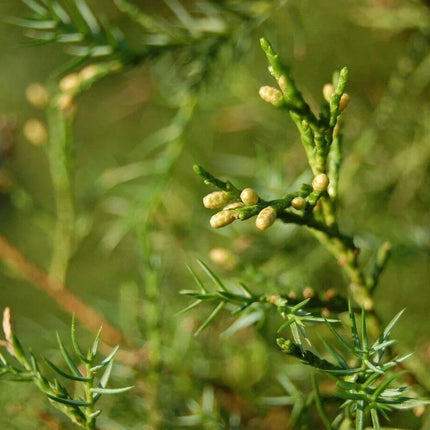 10 Chinese Juniper Juniperus Chinensis Tree Seeds - Seed World