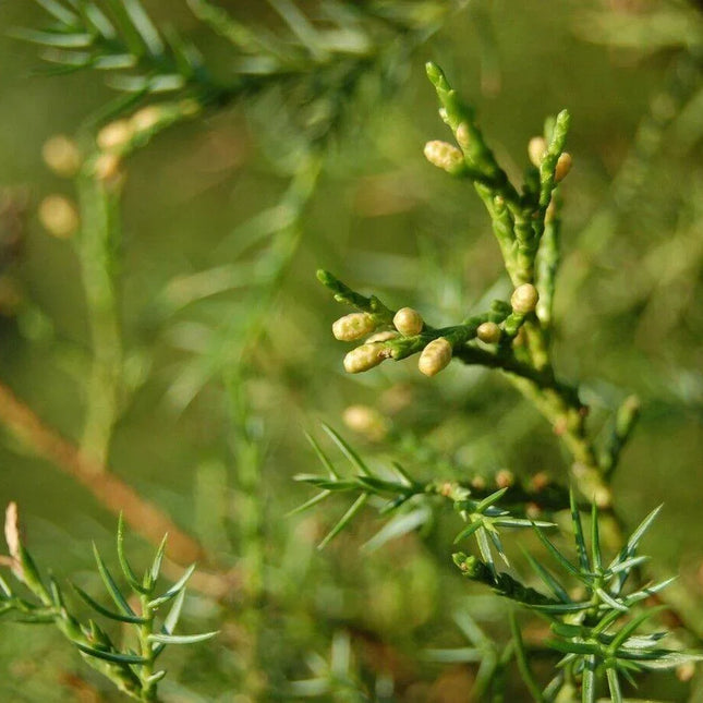 10 Chinese Juniper Juniperus Chinensis Tree Seeds - Seed World