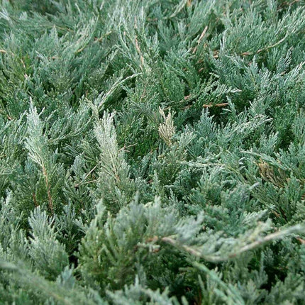10 Chinese Juniper Juniperus Chinensis Tree Seeds - Seed World