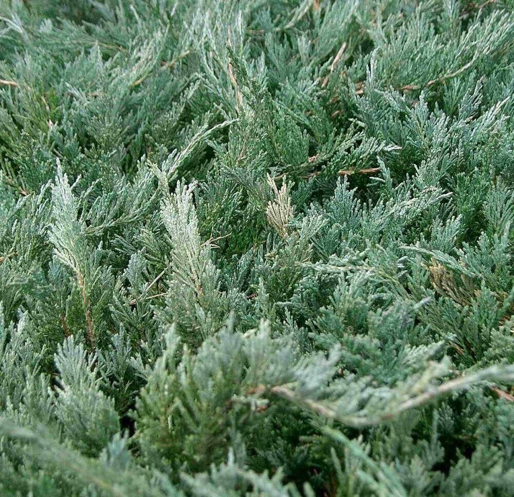 10 Chinese Juniper Juniperus Chinensis Tree Seeds - Seed World