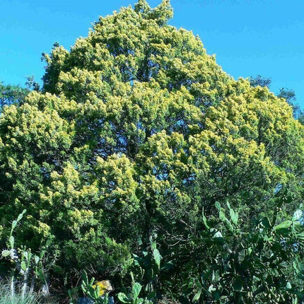 10 Chinese Juniper Juniperus Chinensis Tree Seeds - Seed World