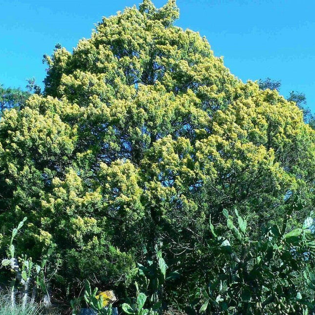 10 Chinese Juniper Juniperus Chinensis Tree Seeds - Seed World