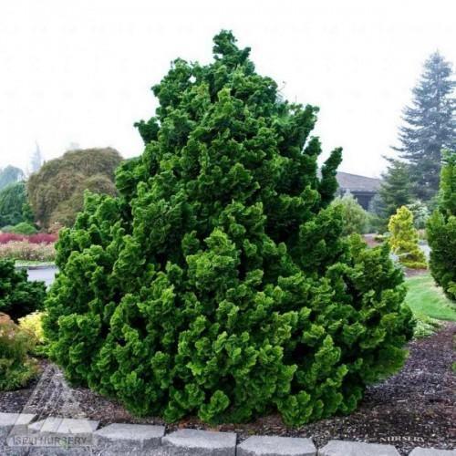 10 Chinese Juniper Seeds - Seed World