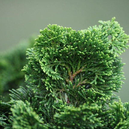 10 Chinese Juniper Seeds - Seed World