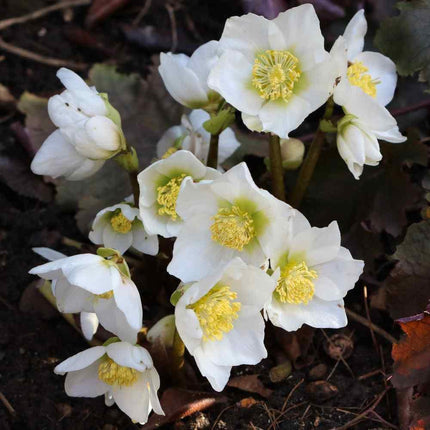 White flowers with yellow centers on a dark background