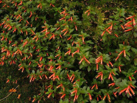 10 Cigar Plant Seeds - Seed World