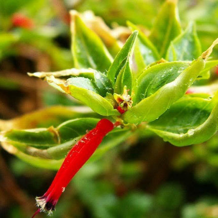 10 Cigar Plant Seeds - Seed World