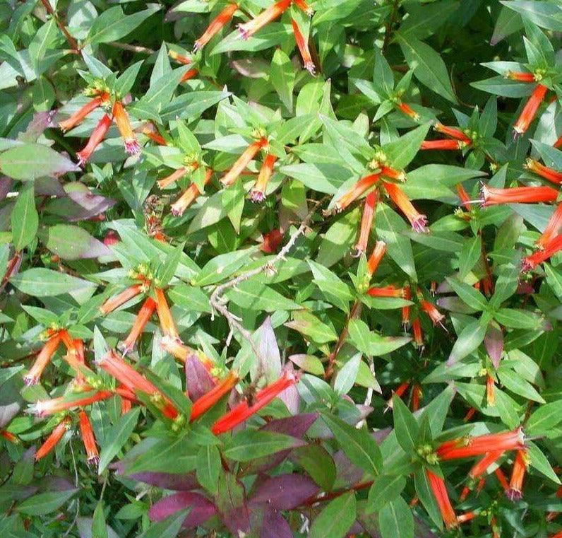 10 Cigar Plant Seeds - Seed World