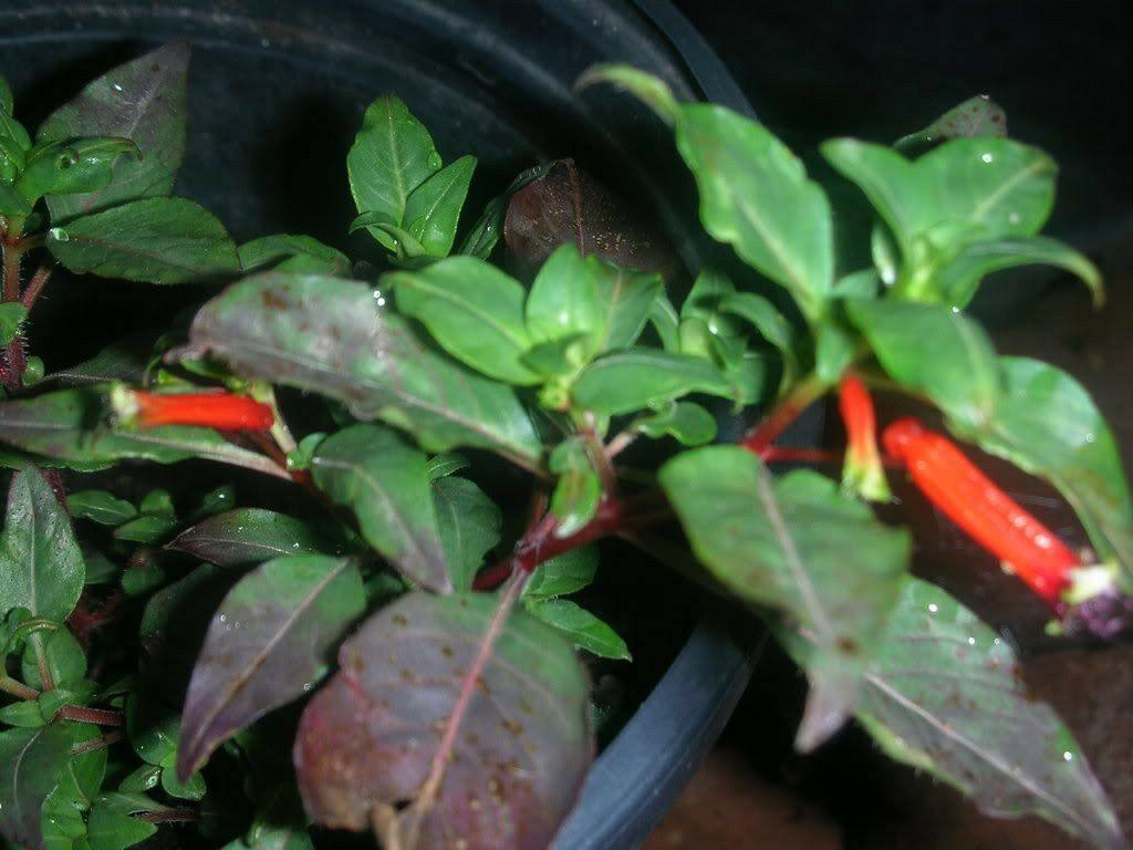 10 Cigar Plant Seeds - Seed World