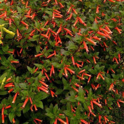 10 Cigar Plant Seeds - Seed World
