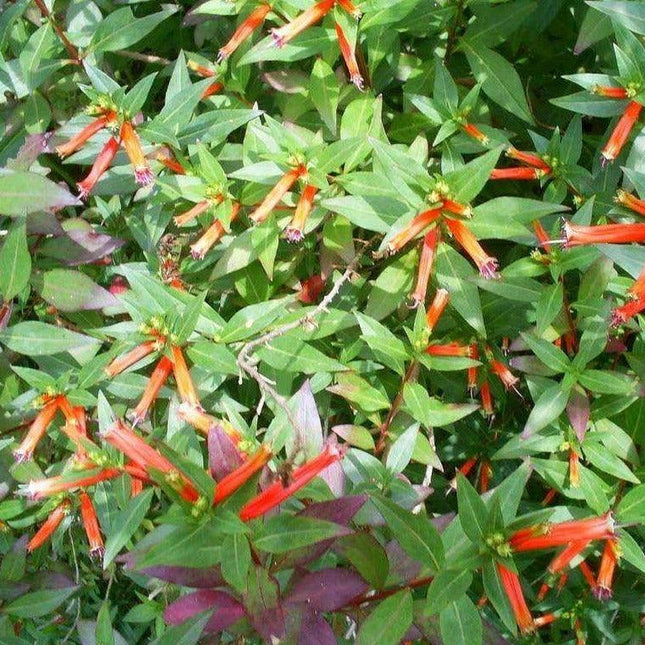 10 Cigar Plant Seeds - Seed World