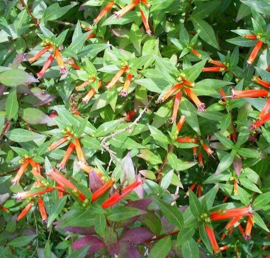 10 Cigar Plant Seeds - Seed World