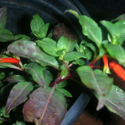 10 Cigar Plant Seeds - Seed World
