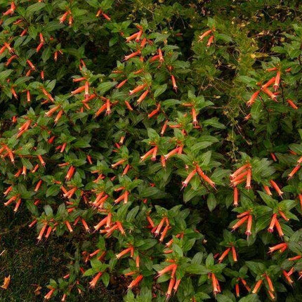 10 Cigar Plant Seeds - Seed World