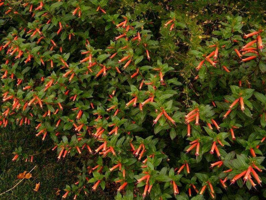 10 Cigar Plant Seeds - Seed World