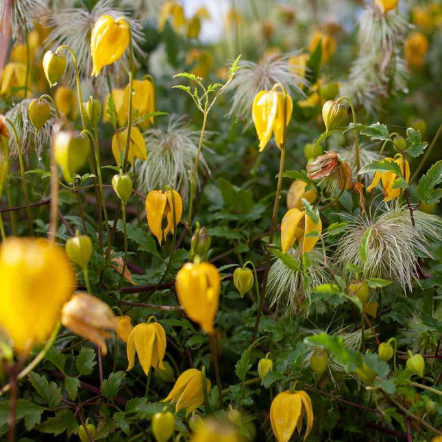 10 Clematis (Clematis Tangutica) Seeds - Seed World