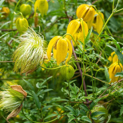 10 Clematis (Clematis Tangutica) Seeds - Seed World