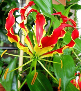 10 Climbing Flame Lily Seeds - Seed World