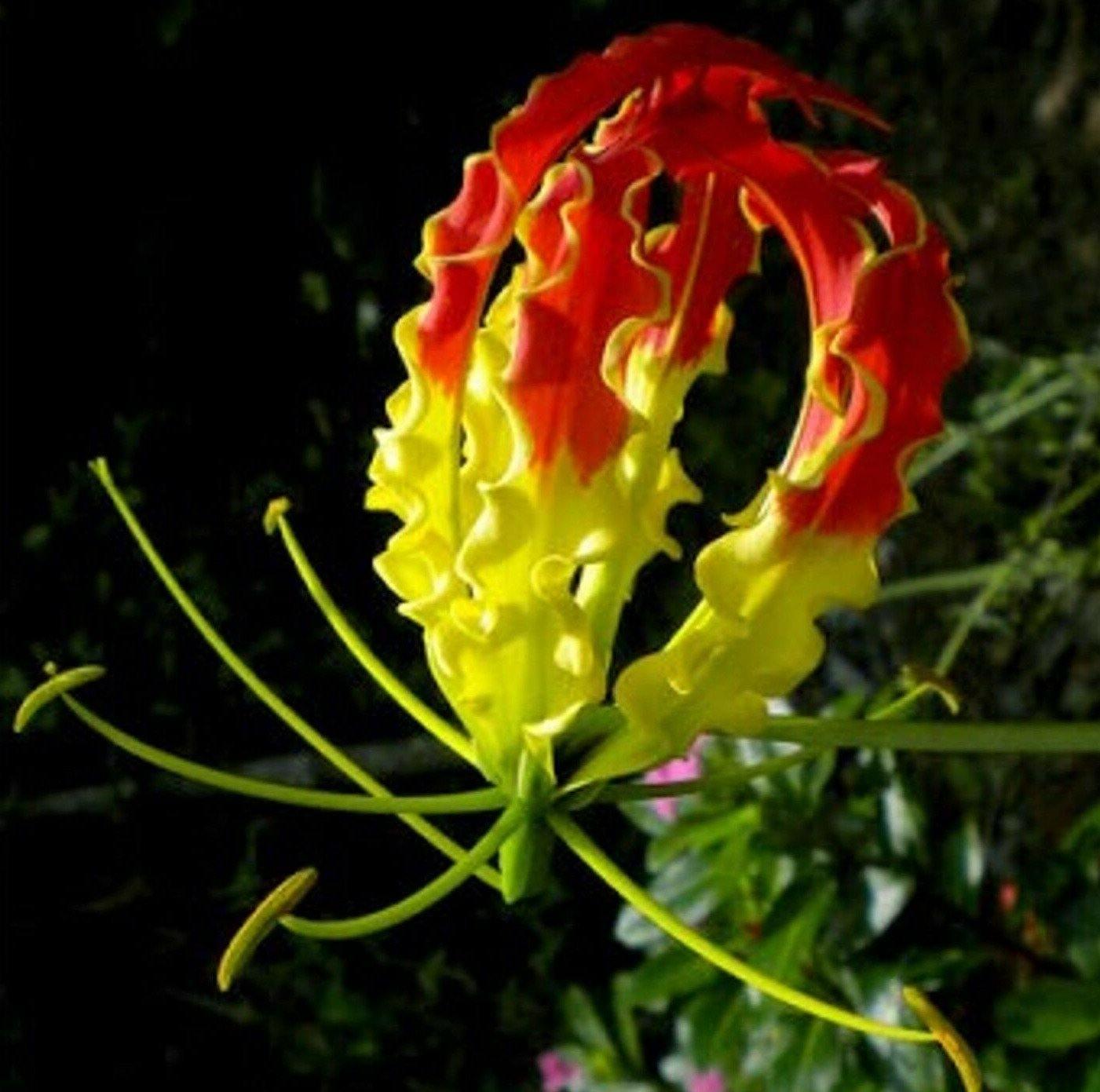 10 Climbing Flame Lily Seeds - Seed World