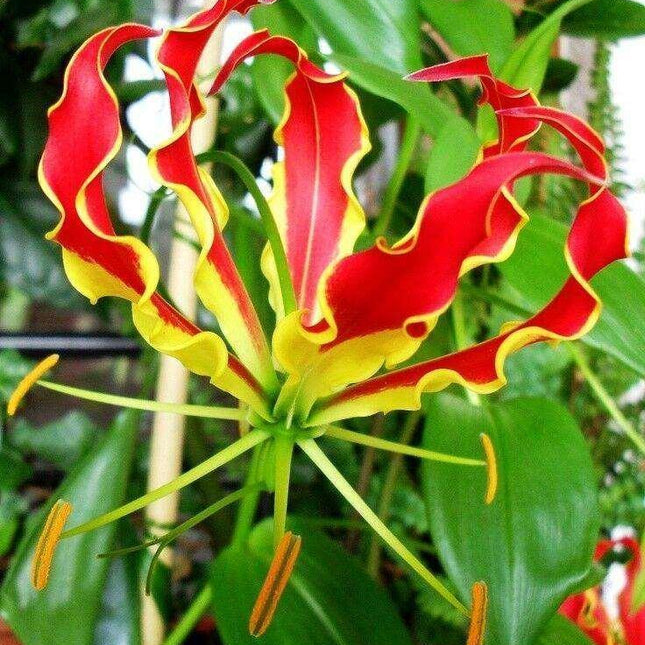 10 Climbing Flame Lily Seeds - Seed World