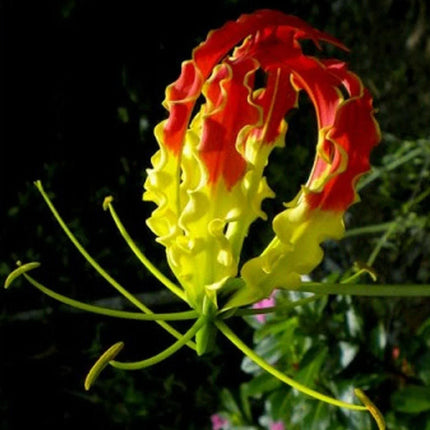 10 Climbing Flame Lily Seeds - Seed World
