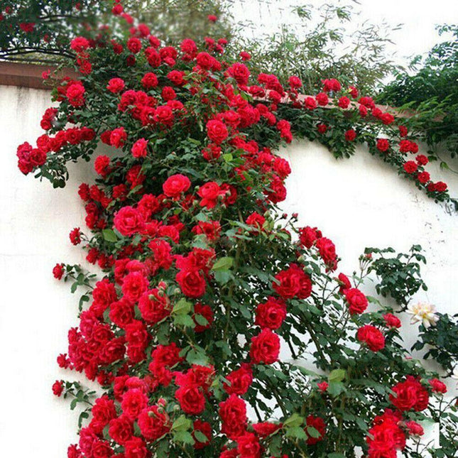 Red roses climbing a white wall with greenery