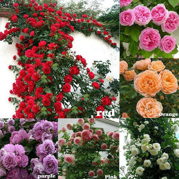 Climbing Rose Seeds – Rosa Multiflora