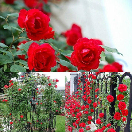 Collage of red roses in various settings including a garden and against a fence.