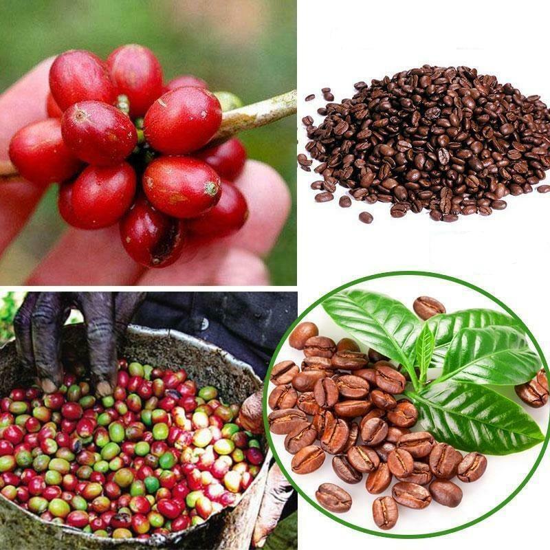 10 Coffee Bean Tree Seeds – Grow Your Own Arabica Coffee at Home - Seed World