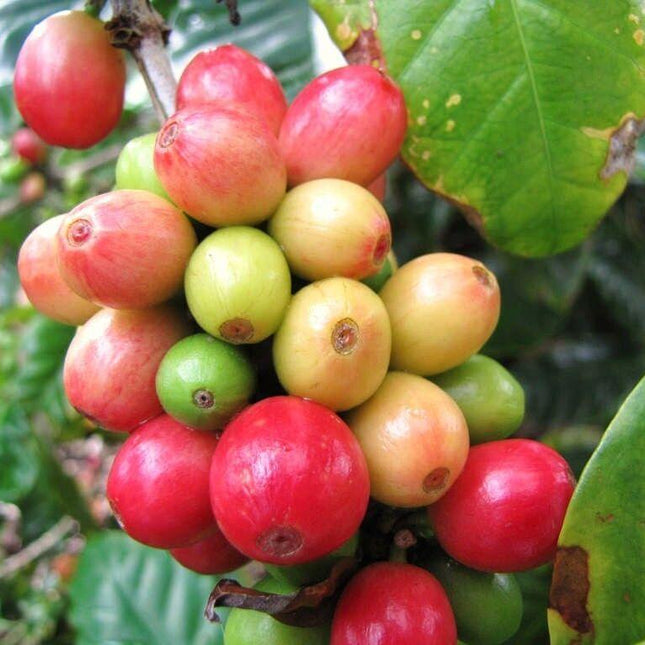 10 Coffee Bean Tree Seeds – Grow Your Own Arabica Coffee at Home - Seed World