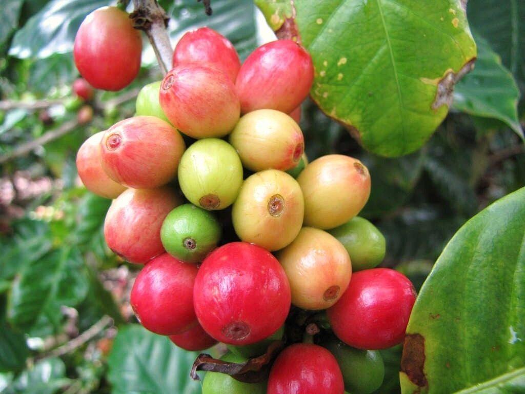 10 Coffee Bean Tree Seeds – Grow Your Own Arabica Coffee at Home - Seed World