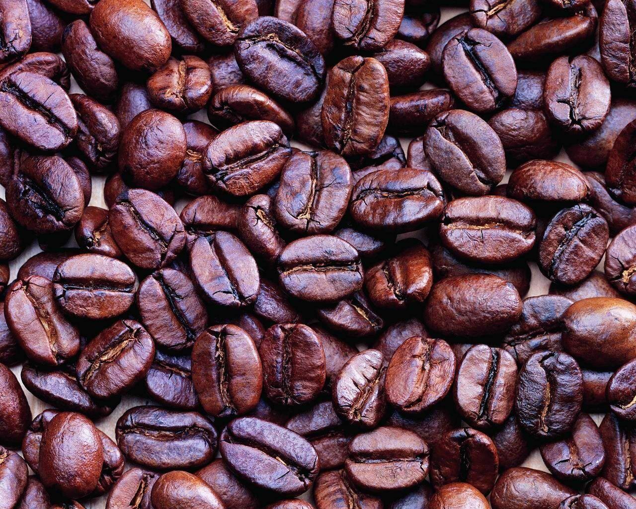 10 Coffee Bean Tree Seeds – Grow Your Own Arabica Coffee at Home - Seed World