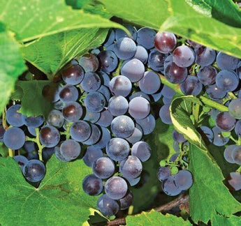 10 Concord Grape Seeds - Seed World