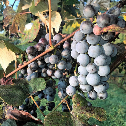 10 Concord Grape Seeds - Seed World