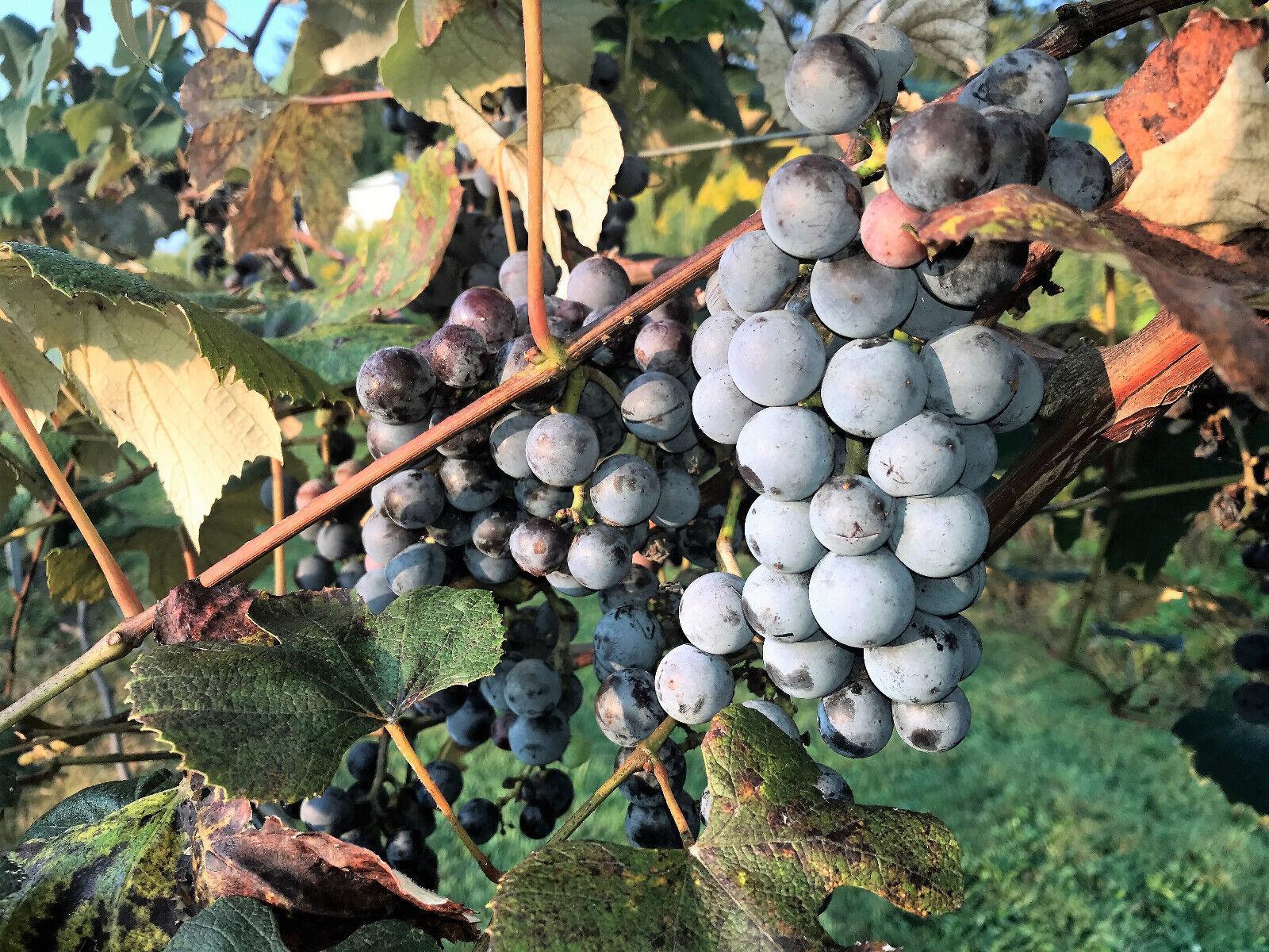 10 Concord Grape Seeds - Seed World