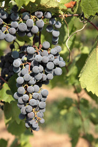 10 Concord Grape Seeds - Seed World