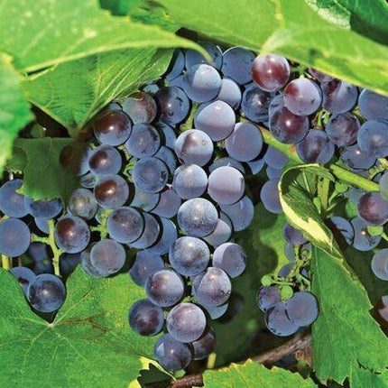 10 Concord Grape Seeds - Seed World