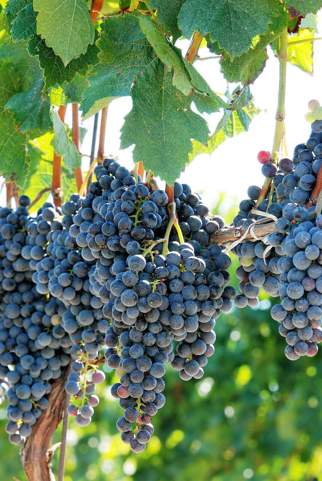 10 Concord Grape Seeds - Seed World