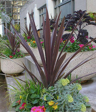 10 Cordyline Australis Purpurea Seeds - Seed World