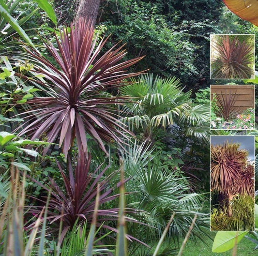 10 Cordyline Australis Purpurea Seeds - Seed World