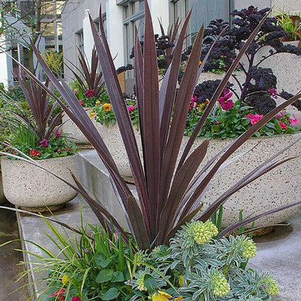 10 Cordyline Australis Purpurea Seeds - Seed World