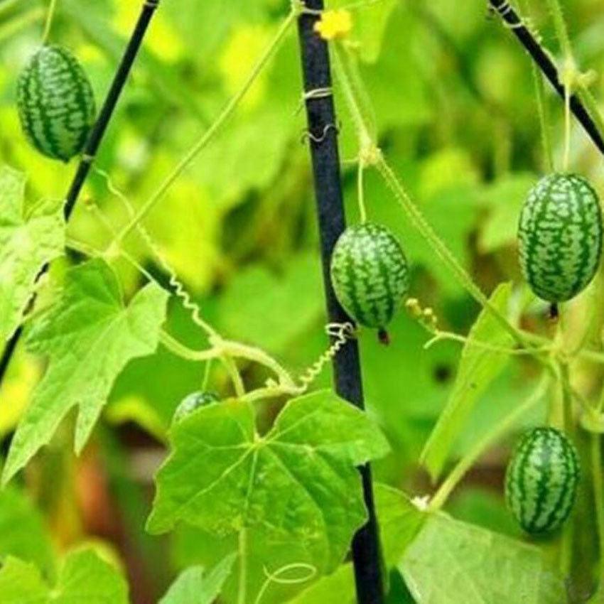 Vegetable - Cucamelon - upto 50 Seeds - First Class Postage