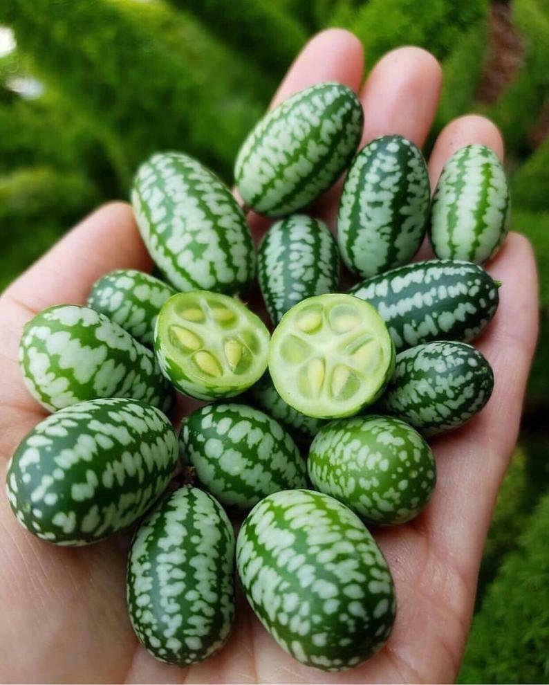 10 Cucamelon  Mini Watermelon Fruit Seeds – Seed World