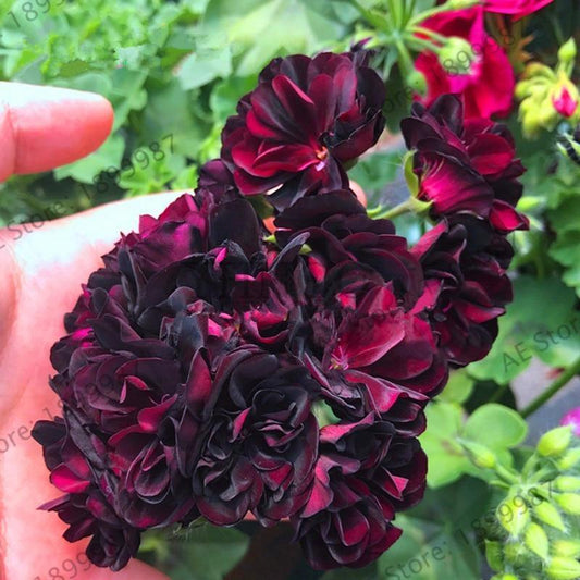 10 Dark Burgundy Geranium Seeds - Seed World
