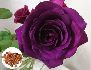 10 Dark Purple Rose Seeds - Seed World