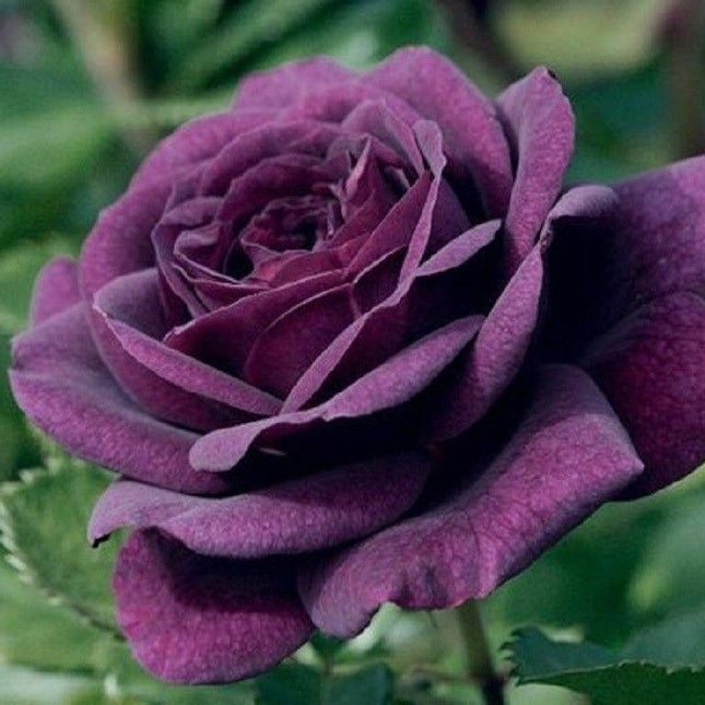10 Dark Purple Rose Seeds - Seed World