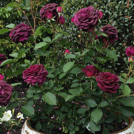 10 Dark Purple Rose Seeds - Seed World